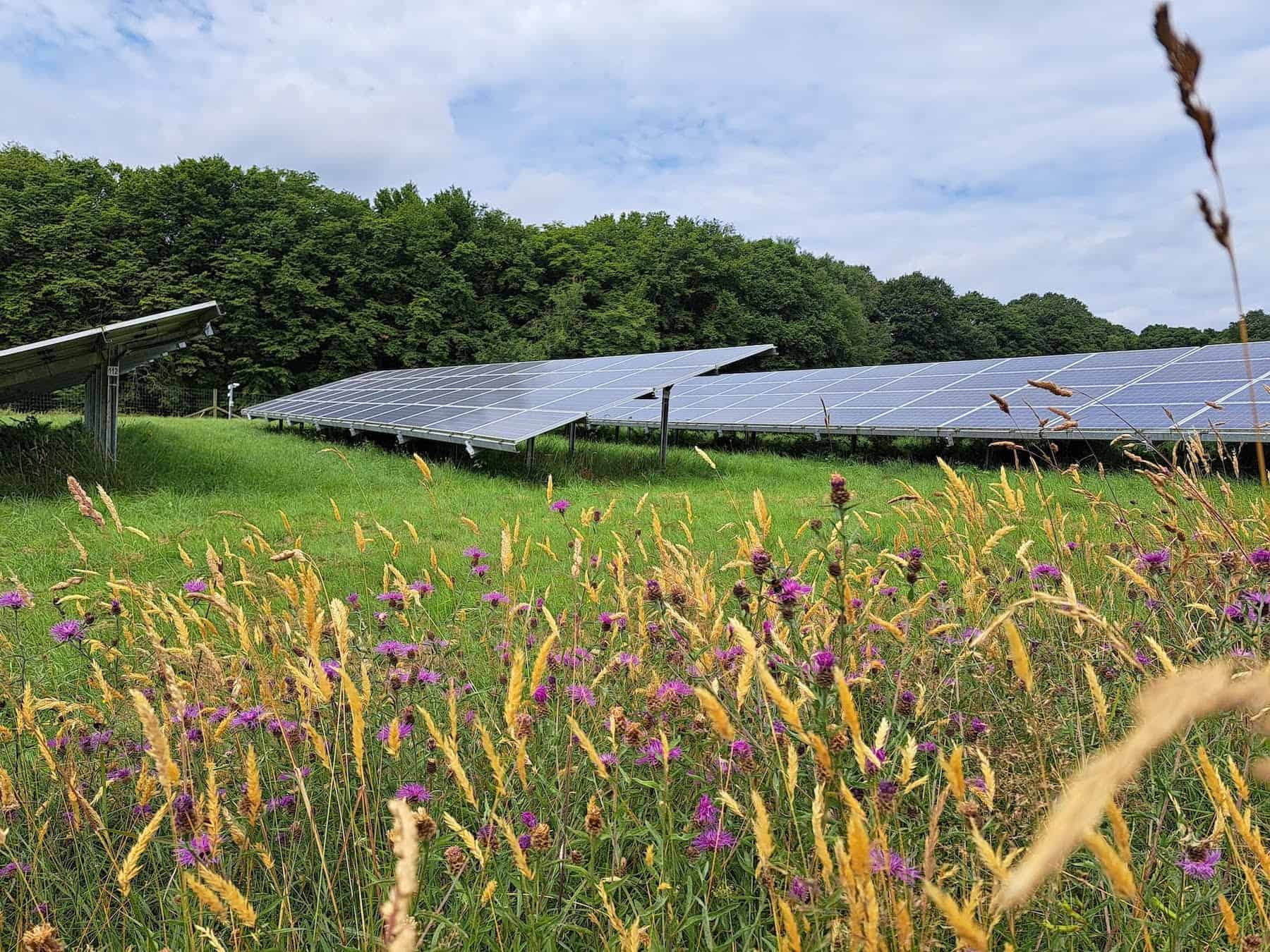 Solar panels in green field with wildflowers and grasses growing between rows