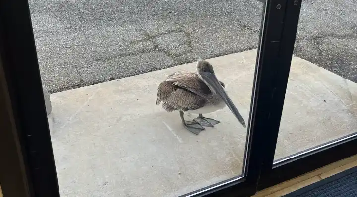 Injured Pelican Knocks on Florida Science Center Door