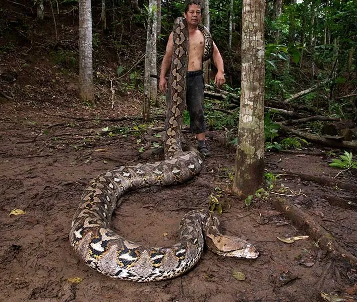 Record-breaking 23-foot reticulated python with distinctive patterned skin measured in Indonesia
