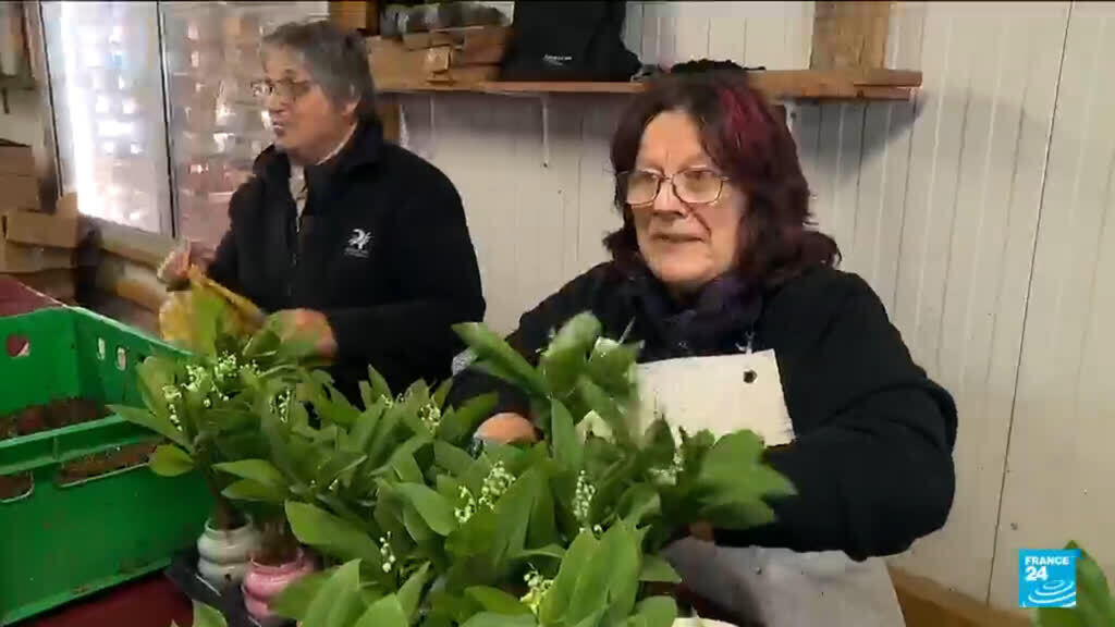 French Lily Farmers Celebrate Early Spring Bloom - Image 2