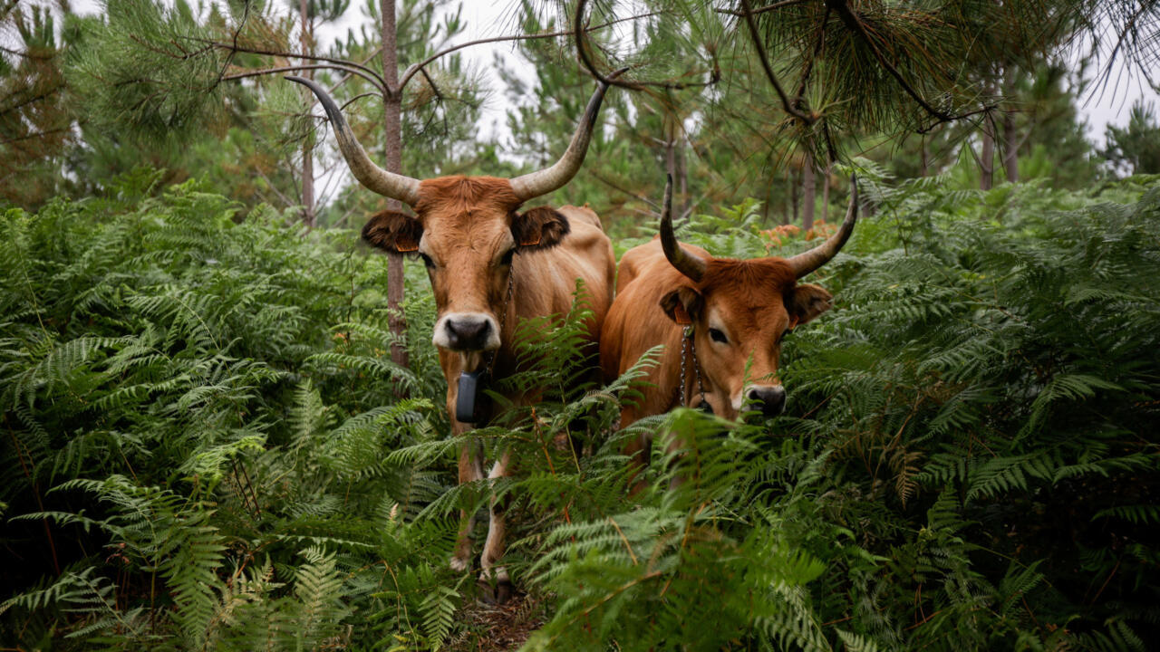 Spanish Goats Fighting Wildfires in Galicia Mountains