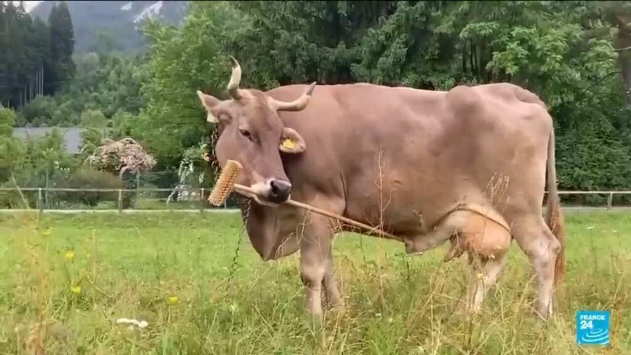 Austrian Cow Uses Tools, Challenges Animal Intelligence Myths