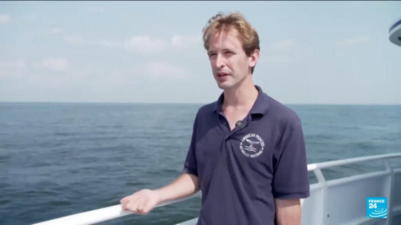 Humpback Whales Return to New York Harbor Waters