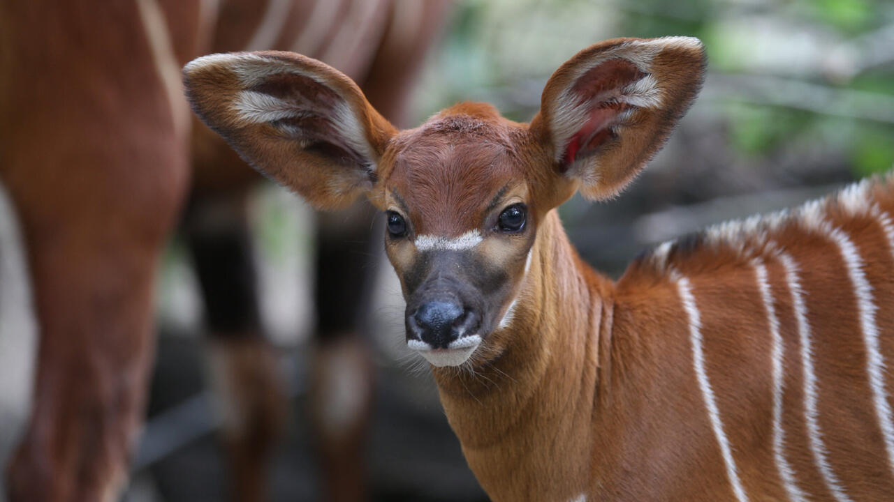 Mountain bongo antelope with distinctive white stripes standing in natural habitat at wildlife conservancy