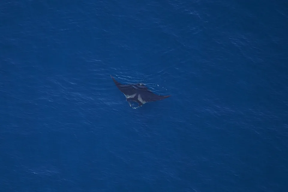 2,000 Marine Animals Spotted Off Cape Cod in One Day - Image 4