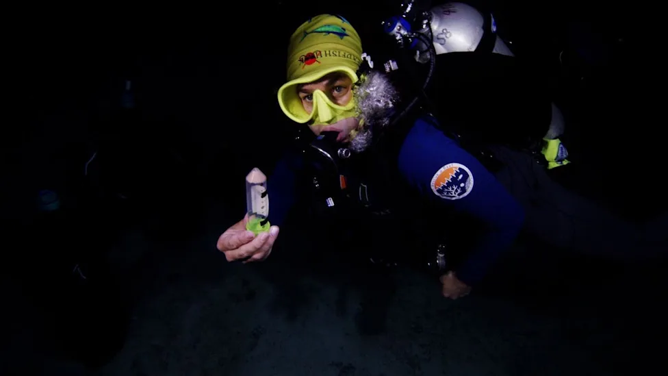 Florida Scientists Rescue 61,000 Coral Babies From Extinction - Image 2
