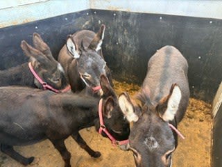 9 Rescued Equines Find Hope at San Diego Sanctuary