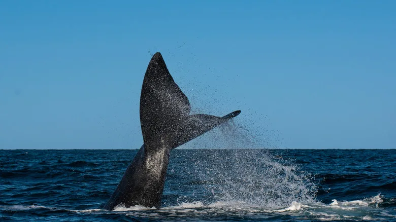New Tech Cuts Whale Harm From Wind Farms by 74% - Image 2
