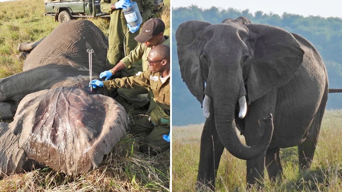 Kenyan Vets Save Injured Elephant as 40-Member Herd Waits