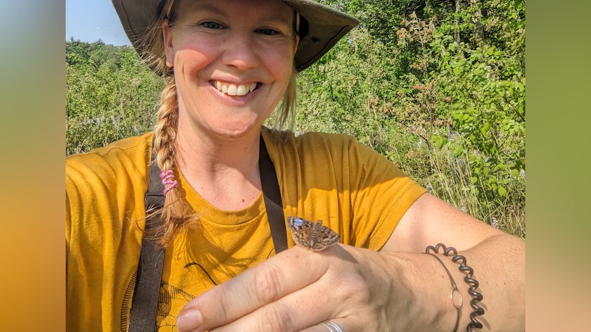 Canada Brings Back Butterfly Lost for 40 Years