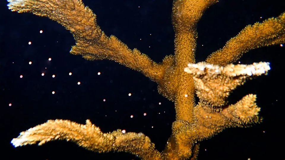 Florida Scientists Rescue 61,000 Coral Babies From Extinction - Image 3