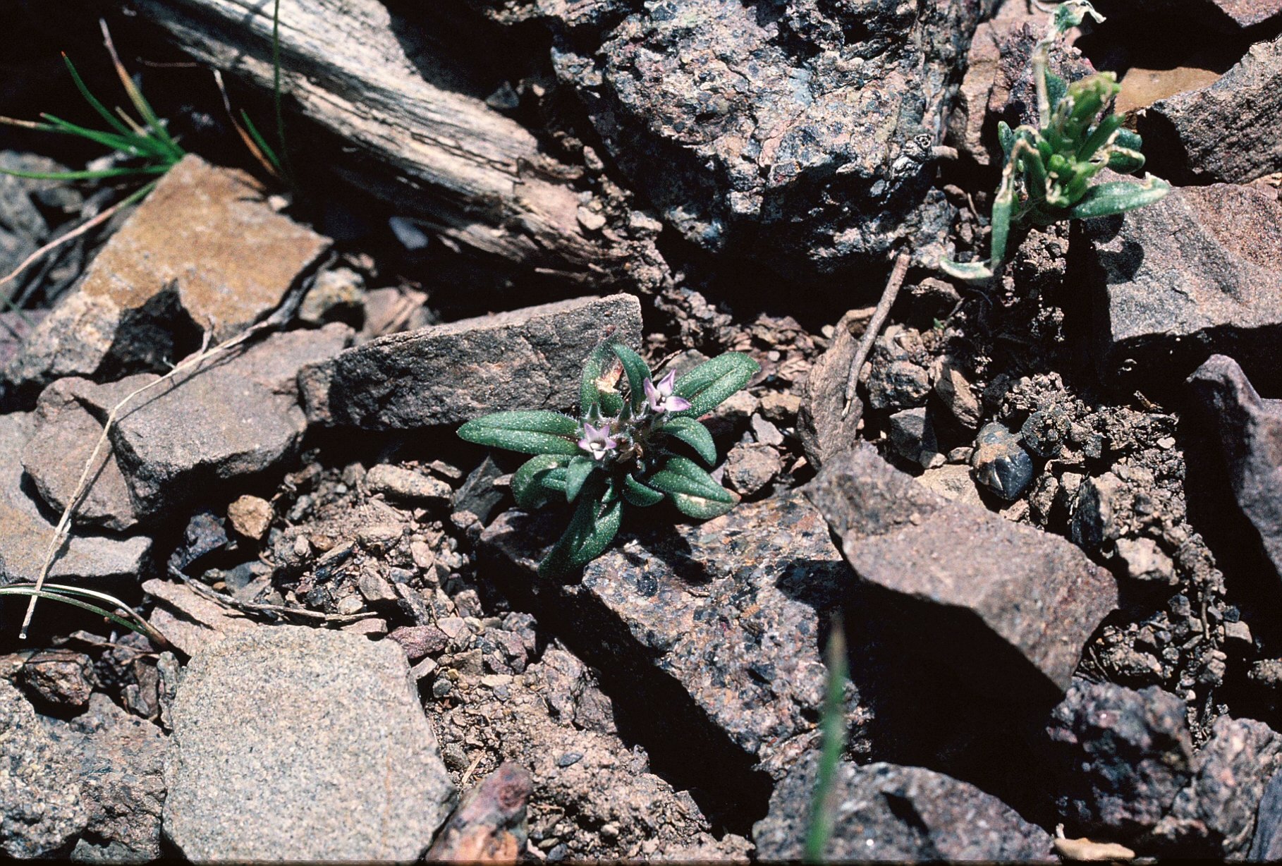 Small white Barren Valley collomia flower growing among rocks in Nevada desert 1983