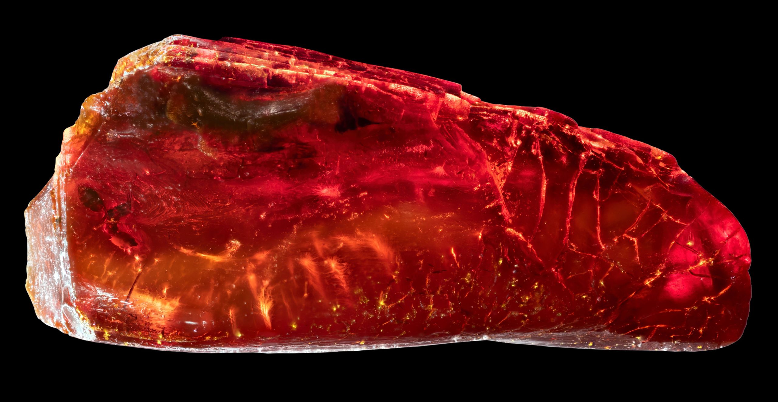 40-Million-Year-Old Ant Found in Goethe's Amber Collection