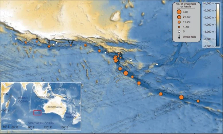 Scientists Find 5-Million-Year-Old Whale Graveyard - Image 3