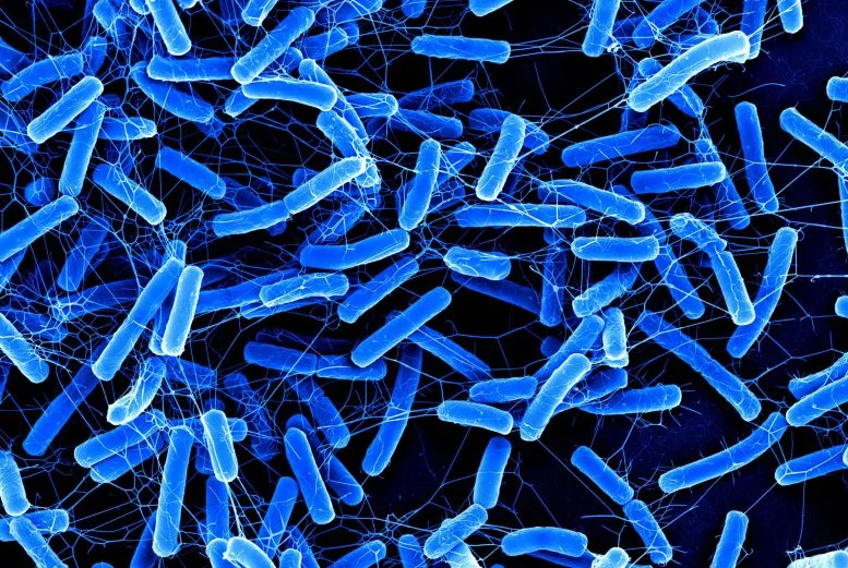 New Gut Infection Treatment Spares Healthy Bacteria