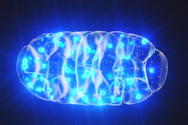 Scientists Reverse Cell Aging With Simple Dietary Fix - Image 2