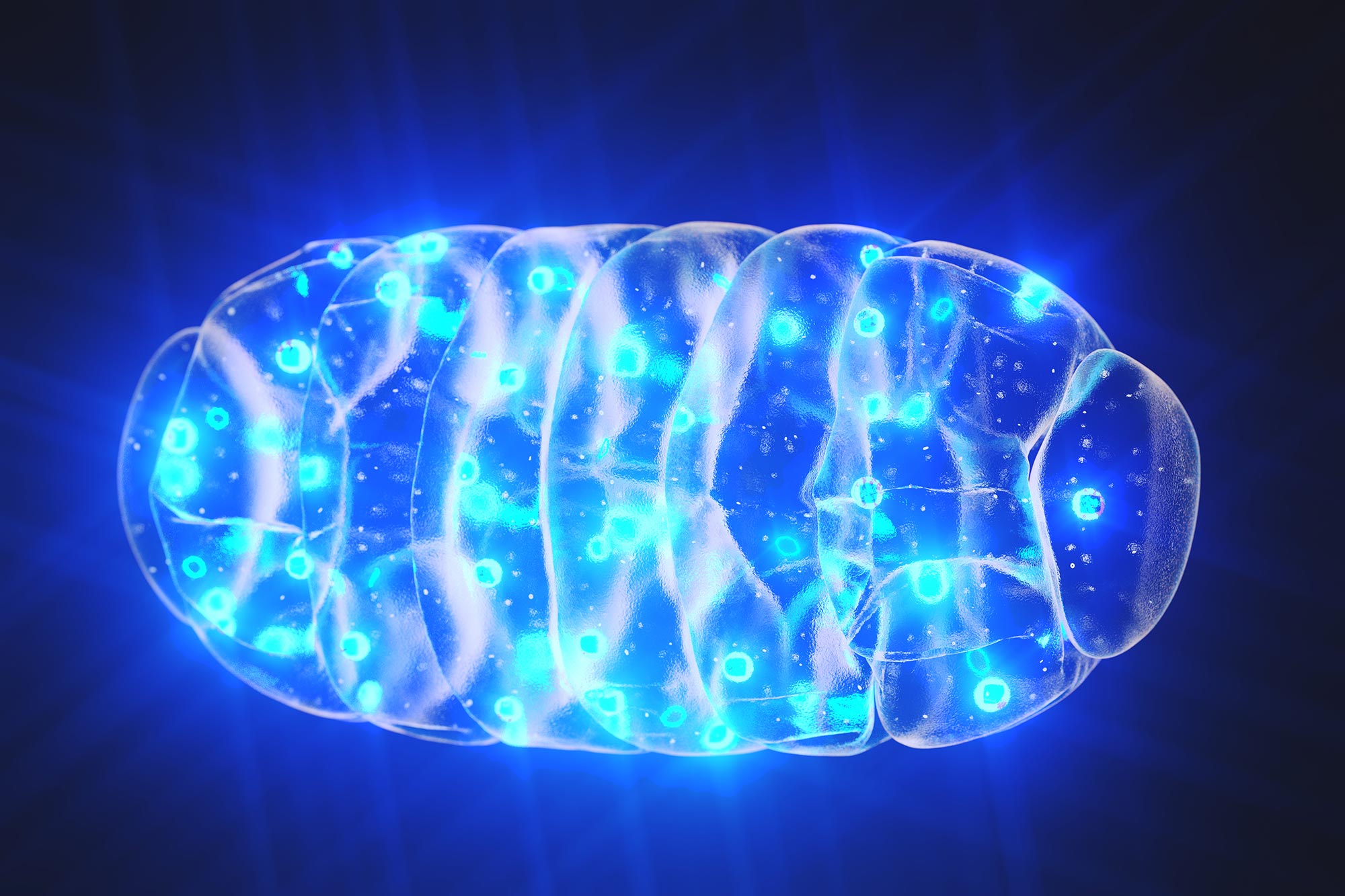 Microscopic view of connected mitochondrial networks glowing inside healthy young cells