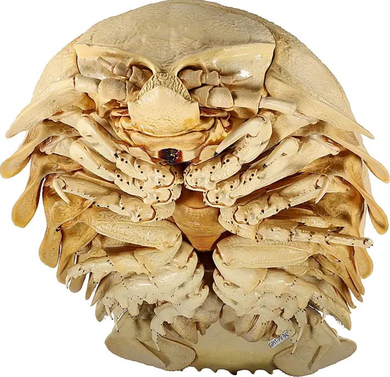 40-Year Mystery Solved: New Giant Sea Creature Found