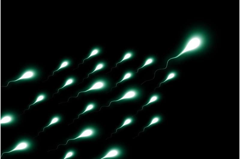Scientists Find 'Aging Clock' in Human Sperm - Image 3
