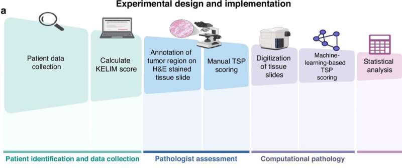 AI Tool Predicts Best Ovarian Cancer Treatment at Diagnosis - Image 3