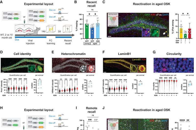 Scientists Reverse Memory Loss in Mice With Brain Cell Reset - Image 3