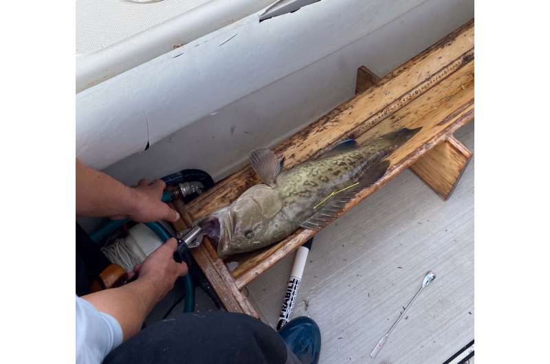 New Model Helps Gulf Coast Grouper Make a Comeback - Image 4