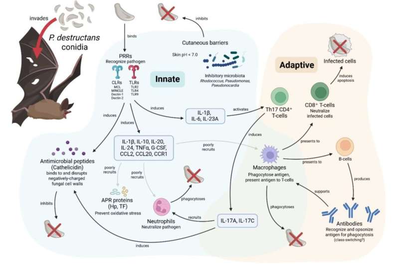 Scientists Crack Mystery of Bat Disease Killing Millions - Image 3
