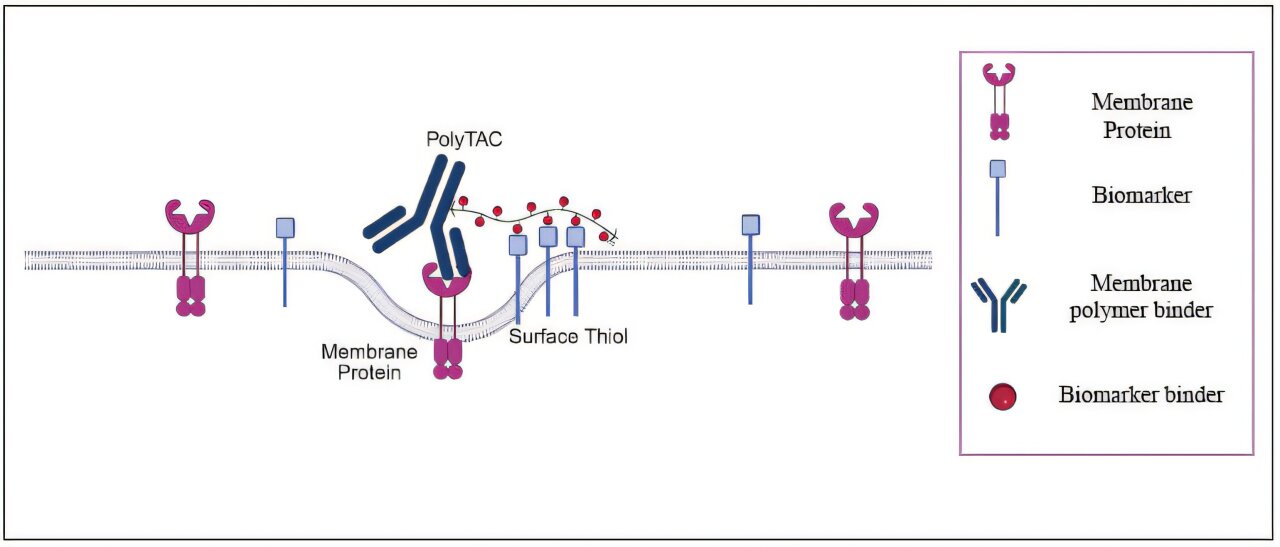 Scientists Create New Way to Destroy Cancer Cells