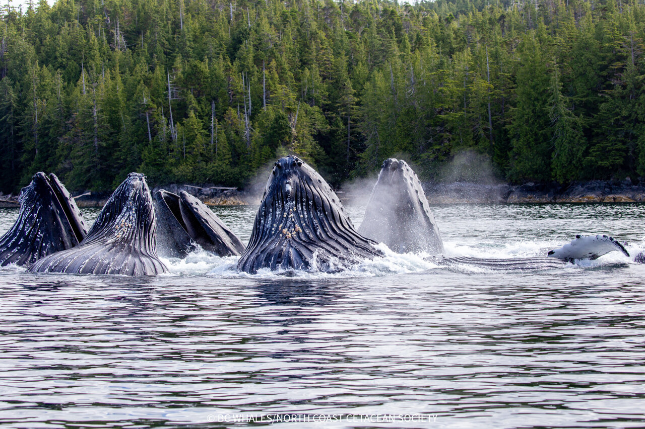 Whales Teaching Whales: How Culture Saves a Species - Image 2