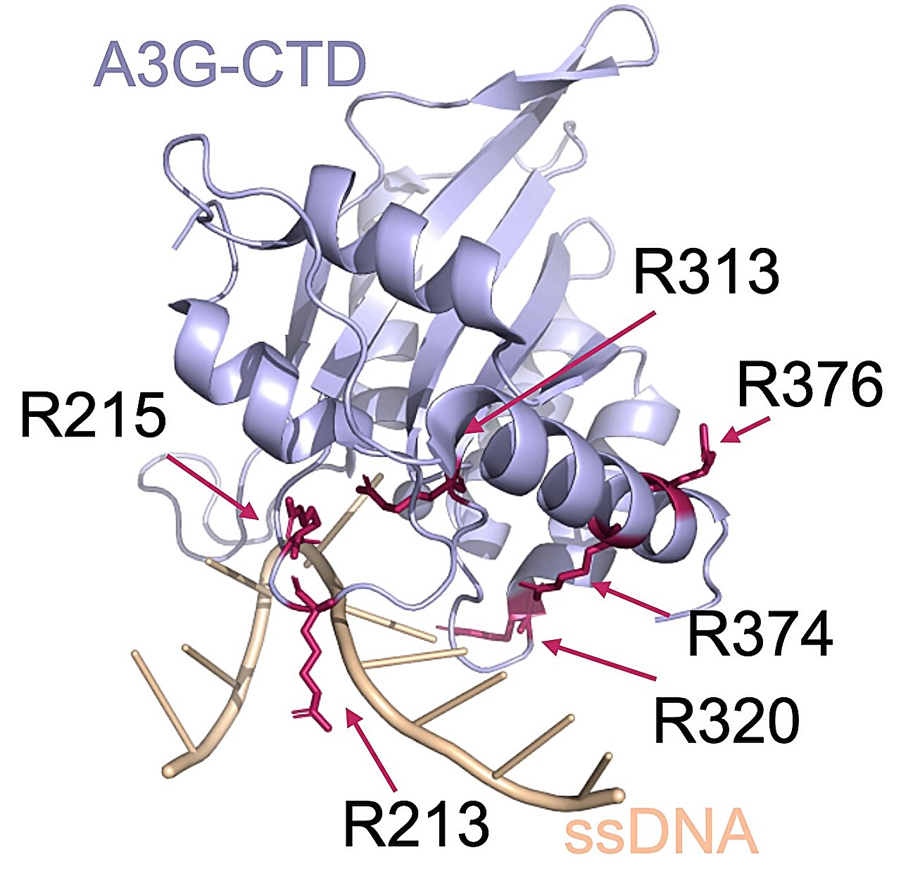 Gene Editor Could Permanently Treat Cystic Fibrosis