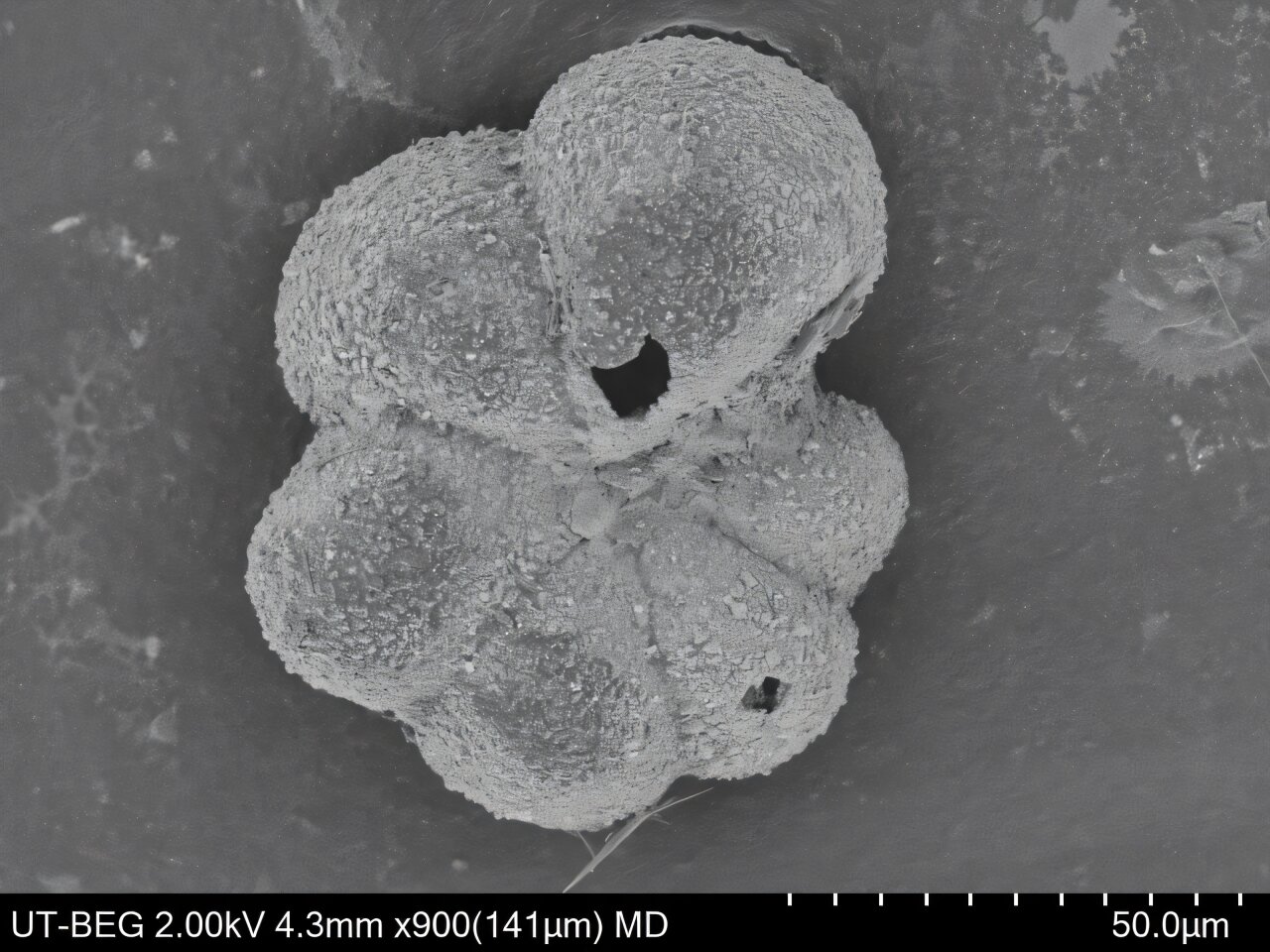 Scanning electron microscope image showing spherical fossil plankton with textured surface patterns