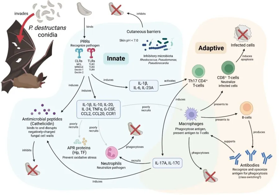 Scientists Crack Mystery of Bat Disease Killing Millions - Image 2