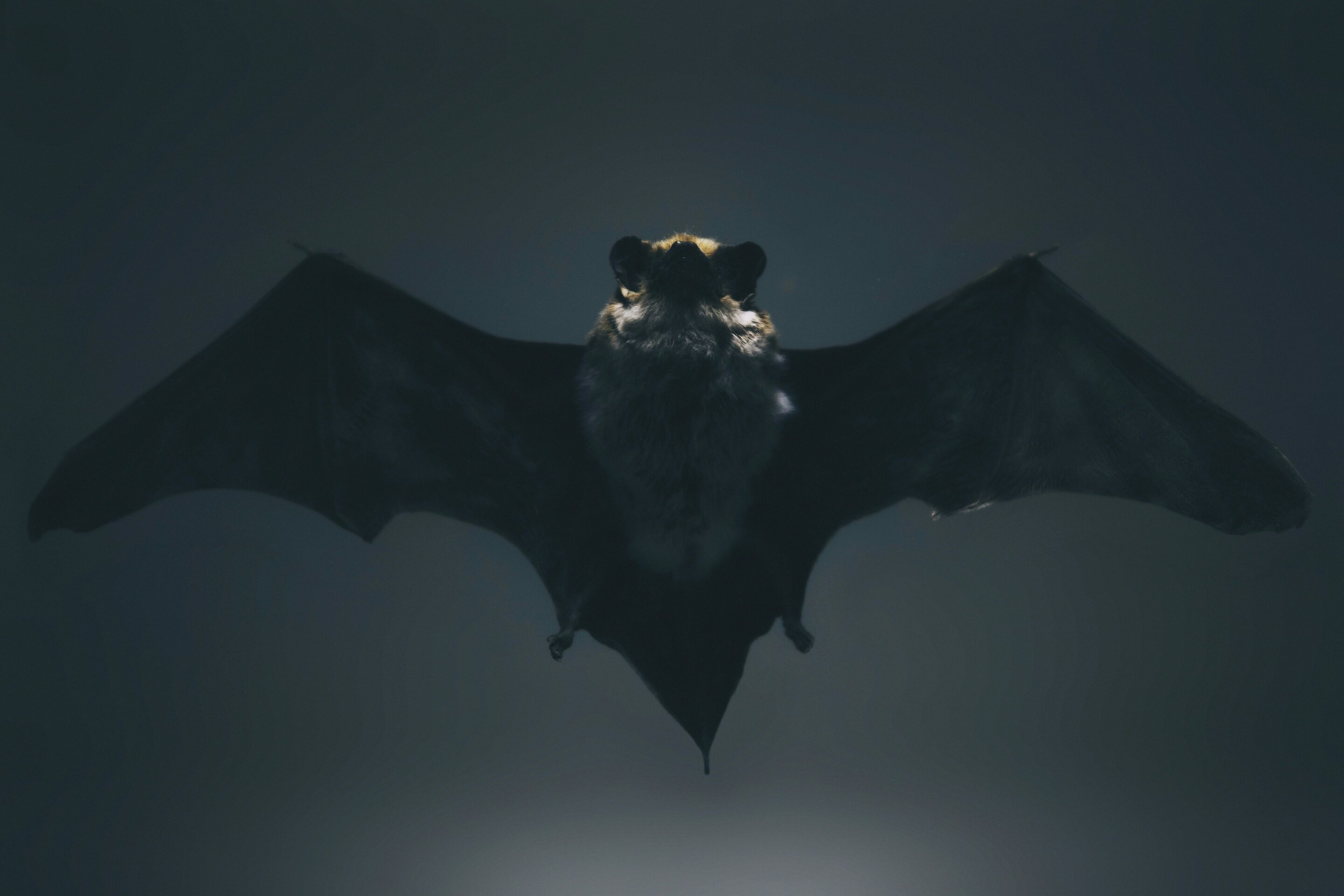 Humans Learn Bat-Like Echolocation in Minutes