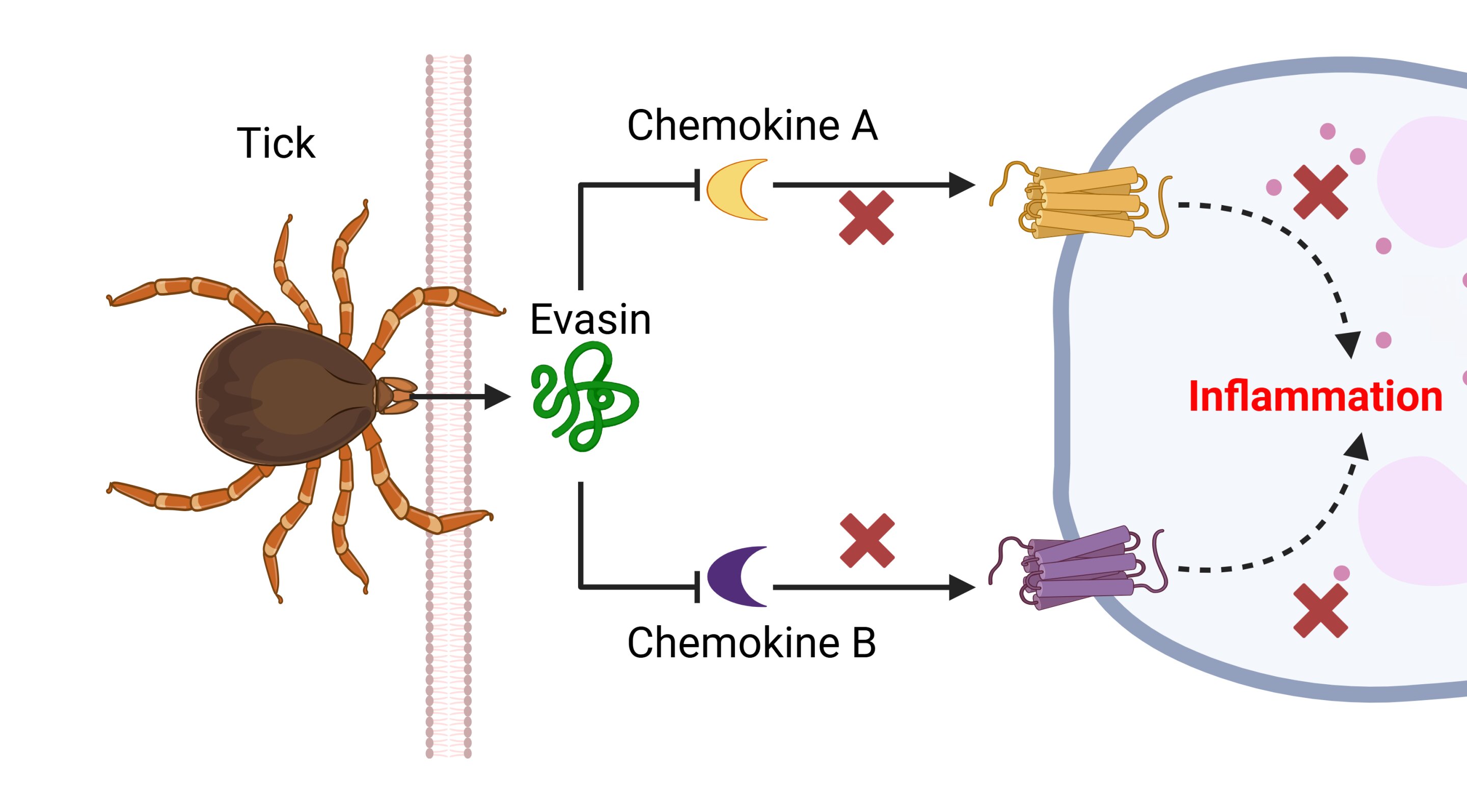 Tick Protein Could Treat MS, Arthritis, and Cancer