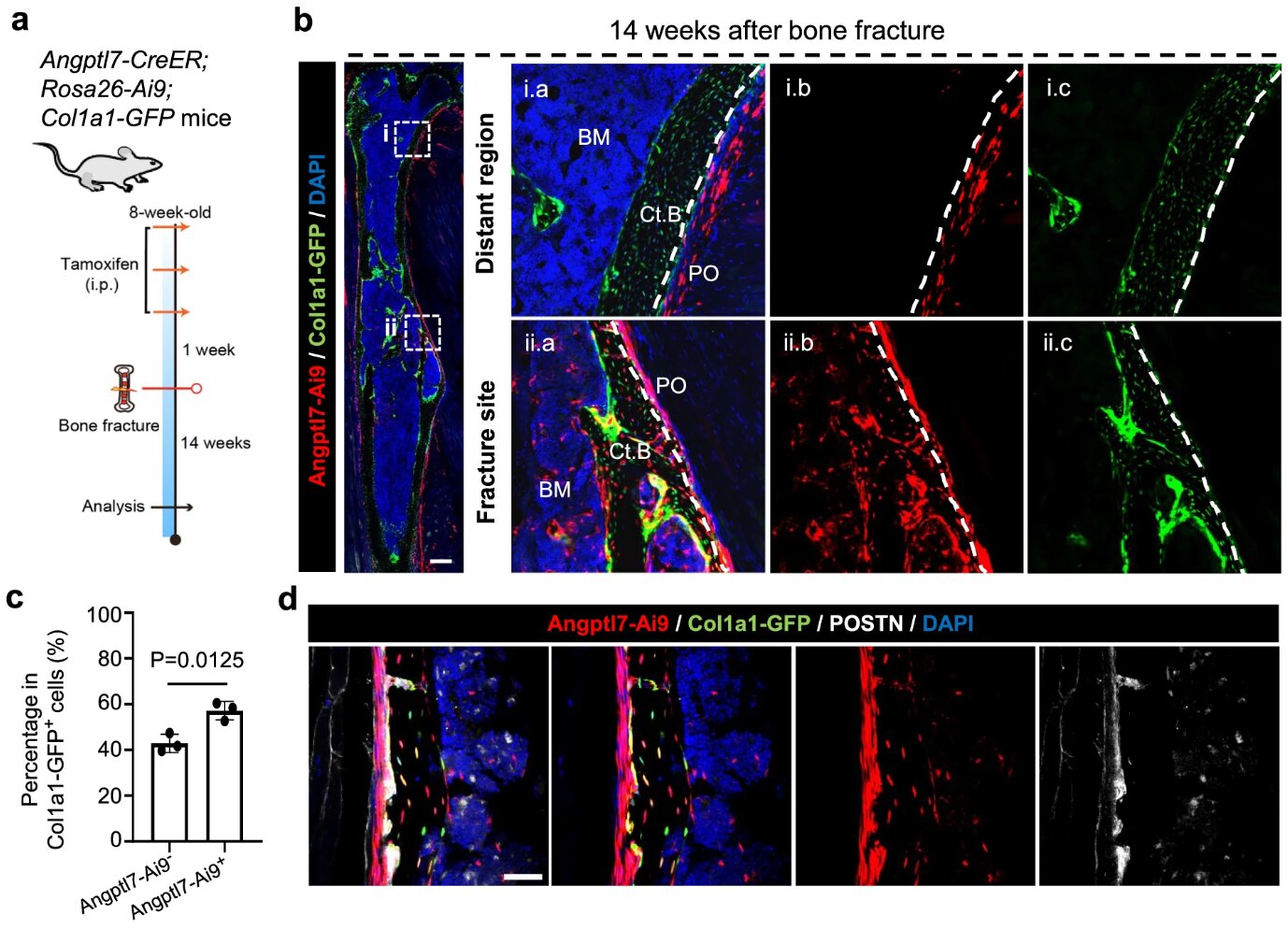 Microscopic view of specialized Angptl7 stem cells regenerating bone architecture after fracture injury