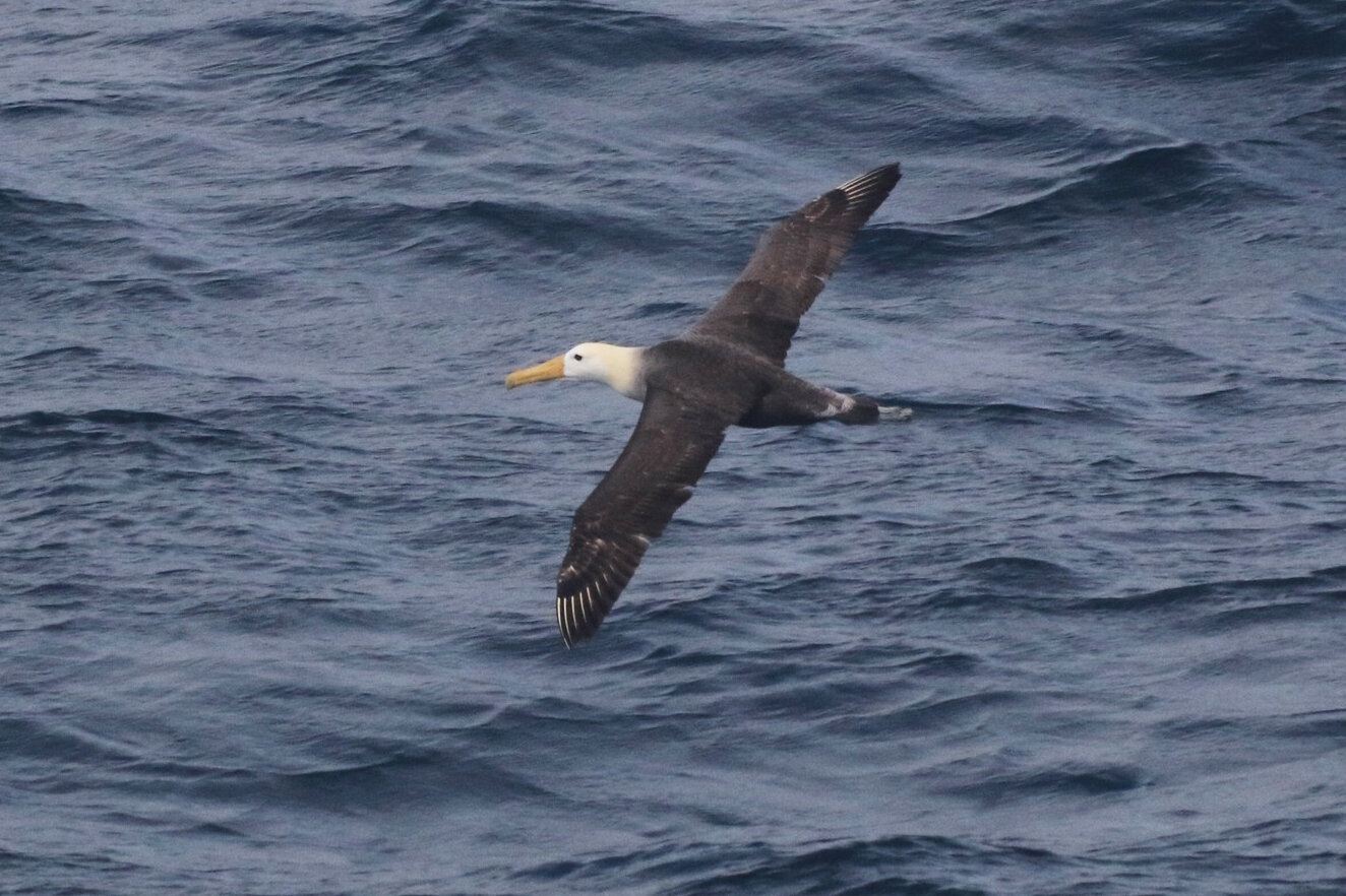 Rare Albatross Flies 3,000 Miles From Galapagos to California