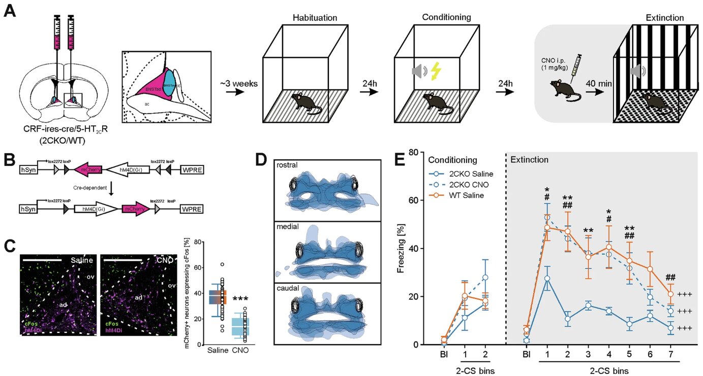 Scientists Speed Up Fear Recovery in Breakthrough Study