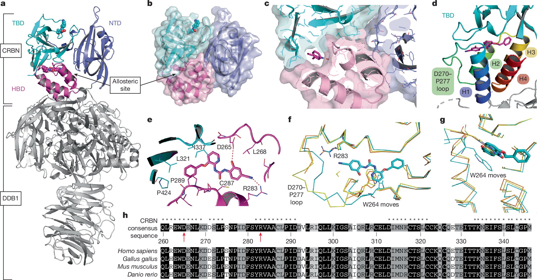 Harvard Team Finds Hidden Switch in Cancer Drug Protein