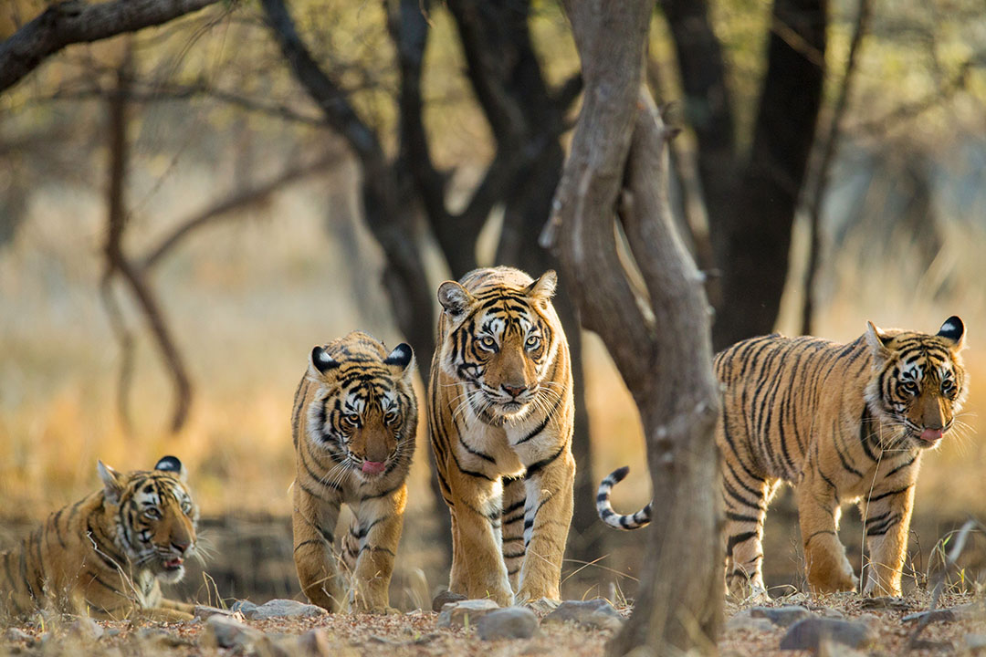 Wild Tigers Surge 70% as Nature Shows Signs of Recovery