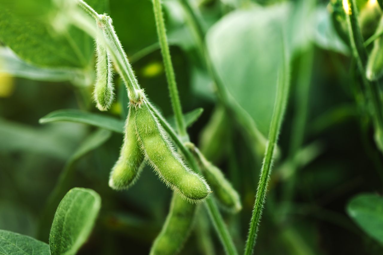 Scientists examining soybean samples in laboratory for deforestation tracking technology development