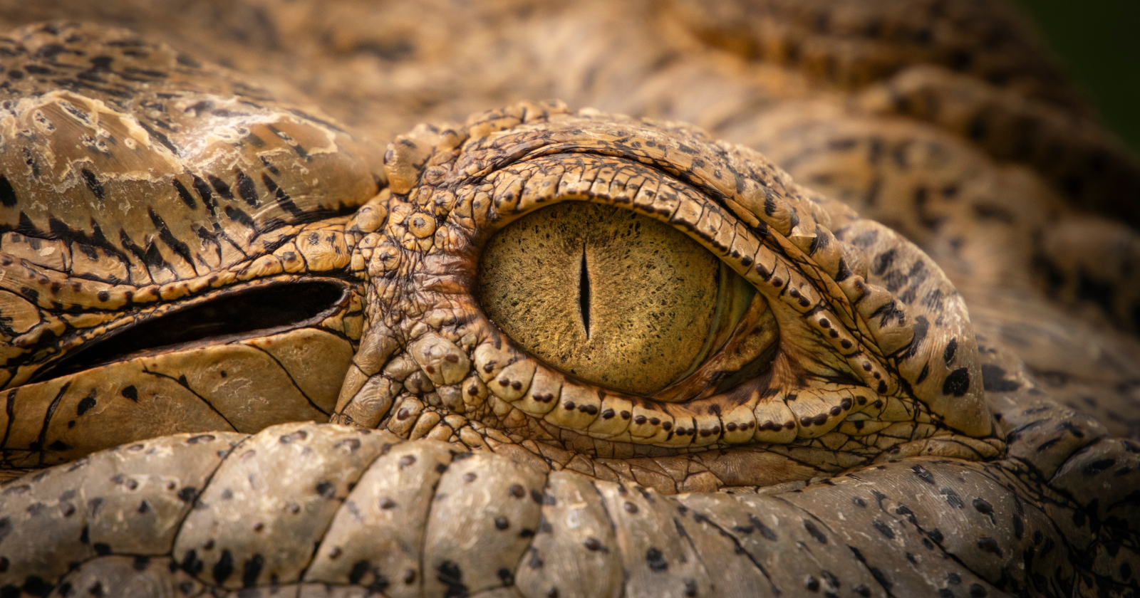 Crocodile Cousin Beat Dinosaurs to Two-Legged Design