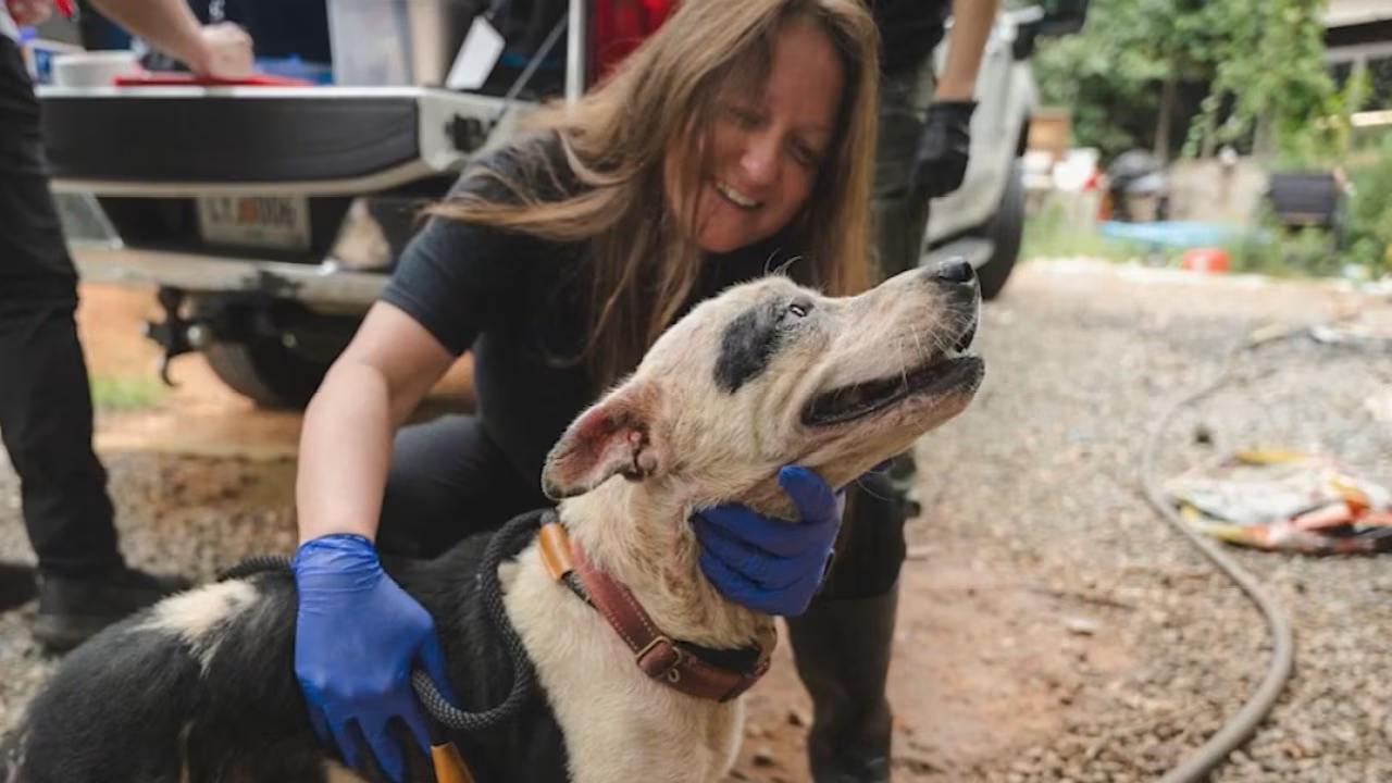 Atlanta Humane Rescues 18 Dogs, Readies Them for Adoption - Image 3