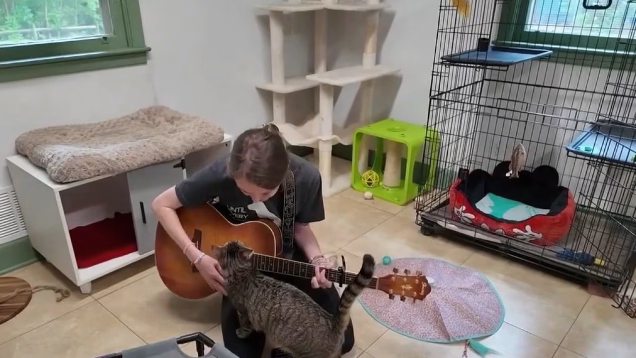 Volunteers Play Live Music to Calm Shelter Cats in Atlanta - Image 3