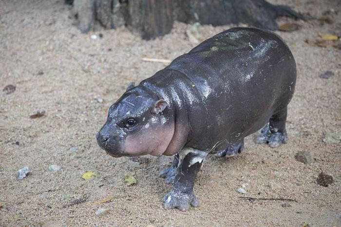 Viral Hippo Moo Deng Getting 10-Acre Habitat Upgrade