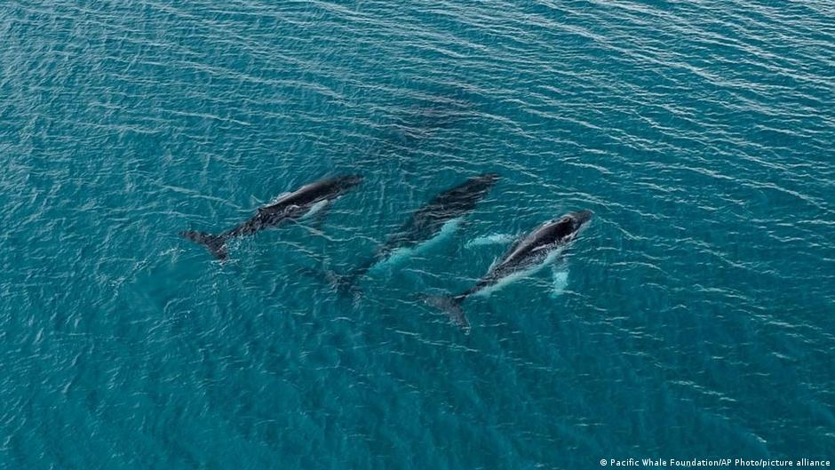 Humpback Whales Travel Record 15,000km Between Oceans