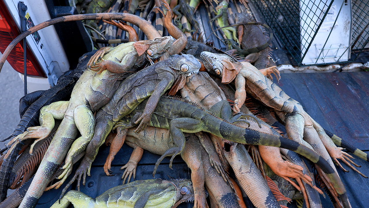 Cold-stunned green iguana lying motionless on ground during Florida record freeze temperatures
