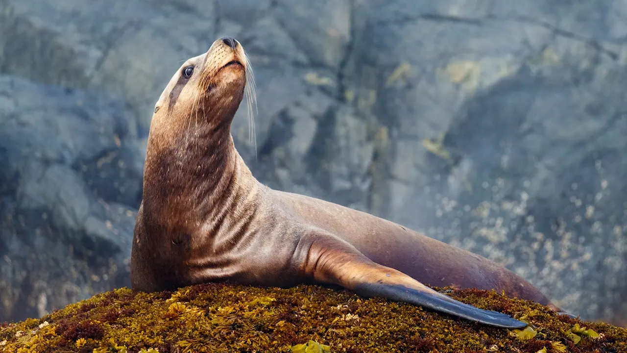 Sea Lion Outsmarts Fisherman, Steals First Tuna Catch