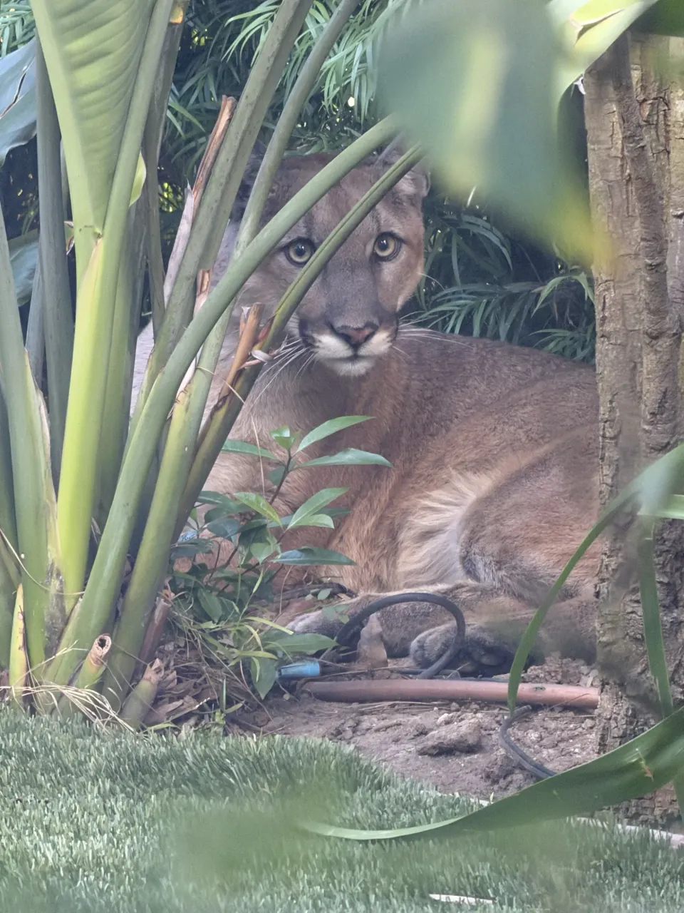 Mountain Lion Safely Rescued from Santa Monica Neighborhood - Image 3