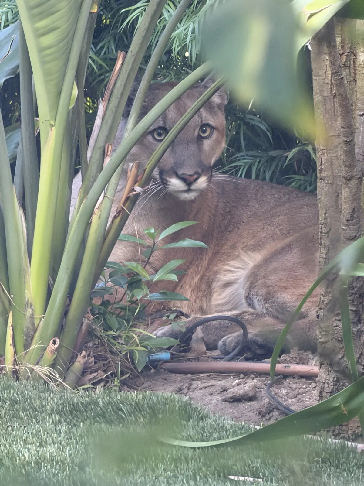 Healthy mountain lion resting calmly in Santa Monica backyard before safe rescue by wildlife officials