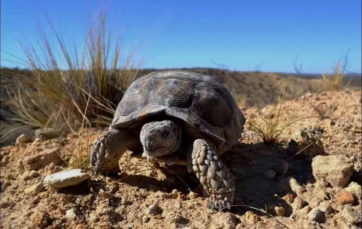 Argentina Opens First Land Turtle Rescue Center
